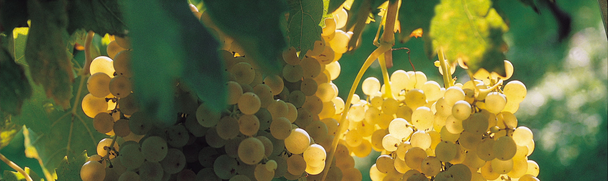 Horaires vendanges